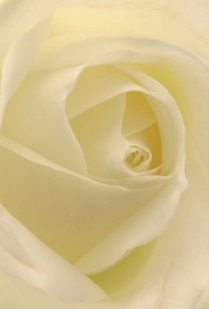 Viewed up close, this classic white rose embodies the tranquil sophistication for which West Norwood florists are known. The petals, pure as the gentle daylight that streams through shop windows facing Norwood Road, entwine in a flawless spiral from a creamy heart to nearly transparent outer layers. Subtle gradients of white and cream catch the light, lending a sense of softness and luminosity as though the bloom glows from within-much like the enduring spirit of the West Norwood community. Shadows slip quietly between each fold, hinting at depth and hidden stories, while the overall symmetry of the arrangement suggests purity, resilience, and deep care. This rose is the very picture of serenity, its delicacy making it ideal for intimate occasions: an apology delivered with humility, a romantic confession, or an elegant centrepiece at a local wedding. Its visual poetry is matched only by the imagined scent-a fresh, barely-there sweetness wafting through a home near Norwood Park or on a table at a family gathering. Each detail, from the precise orchestration of its petals to the soft undulations in colour, reflects the artistry and heartfelt intent poured into every composition by West Norwood's expert florists. Perfectly poised to express the full range of human emotion, this rose extends a gentle invitation to pause, reflect, and feel-its innate beauty a direct link between the giver, the receiver, and the neighbourhood that nurtures such living art.